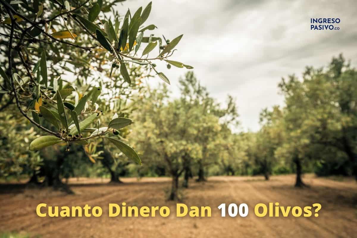 Cuánto Dinero Dan 100 Olivos? vs ¿Cuánto por Hectárea? – Ingreso Pasivo